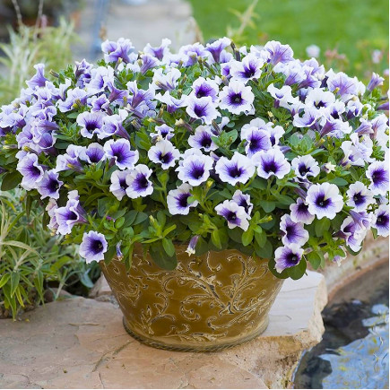 Петунія Sweetunia Purple Spotlight (Світунія Пьорпл Спотлайт)
