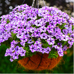 Петунія Sweetunia Starfish (Світунія Старфіш)