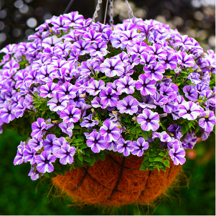 Петунія Sweetunia Starfish (Світунія Старфіш)