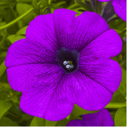 Петунія Sanguna Deep Lavender Vein (Сангуна Діп Лавандер Вейн)