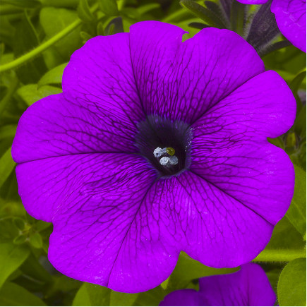 Петунія Sanguna Deep Lavender Vein (Сангуна Діп Лавандер Вейн)