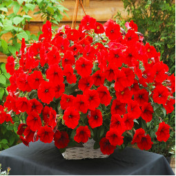 Петунія Fortunia Red (Фортунія Ред)