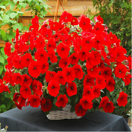 Петунія Fortunia Red (Фортунія Ред)