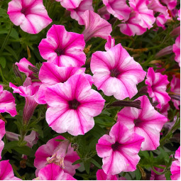 Петунія Supertunia Mini Vista Pink Star (Супертунія Міні Віста Пінк Стар) Петунія Supertunia Mini Vista Pink Star (Супертунія Міні Віста Пінк Стар)