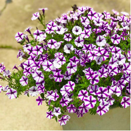 Петунія Supertunia Mini Vista Violet Star (Супертунія Міні Віста Вайлет Стар) Петунія Supertunia Mini Vista Violet Star (Супертунія Міні Віста Вайлет Стар)