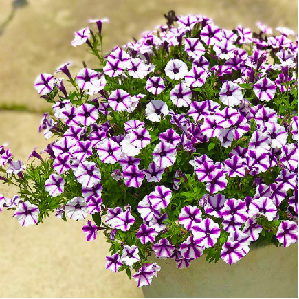 Петунія Supertunia Mini Vista Violet Star (Супертунія Міні Віста Вайлет Стар)