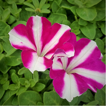 Петунія Amore Joy (Аморе Джой)