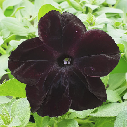 Петунія Black Cherry (Блек Черрі)