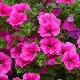 Петунія Fortunia Hot Pink (Фортунія Хот Пінк)