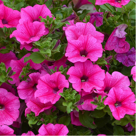 Петунія Fortunia Hot Pink (Фортунія Хот Пінк)