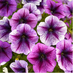 Петунія Fortunia Purple Vein (Фортунія Пьорпл Вейн)