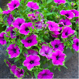 Петунія Supertunia Picasso In Purple (Супертунія Пікассо ін Пьорпл) Петунія Supertunia Picasso In Purple (Супертунія Пікассо ін Пьорпл)