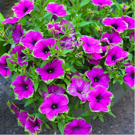 Петунія Supertunia Picasso In Purple (Супертунія Пікассо ін Пьорпл)