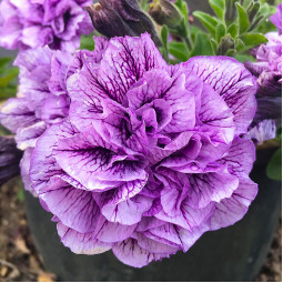 Петунія Supertunia Priscilla (Супертунія Прісцилла)