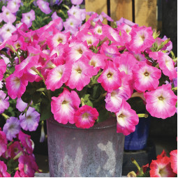 Петунія Sweetunia Baby Pink (Світунія Бейбі Пінк)