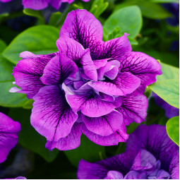 Петунія Viva Double Purple Vein (Віва Дабл Пьорпл Вейн)