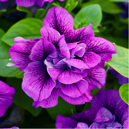 Петунія Viva Double Purple Vein (Віва Дабл Пьорпл Вейн)
