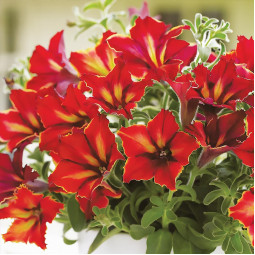 Петунія Crazytunia Mandevilla (Крейзітунія Мандевіль)