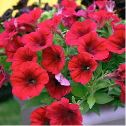Петунія Crazytunia Red Blues (Крейзітунія Ред Блюз)