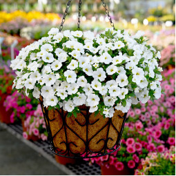 Петунія Fortunia White (Фортунія Вайт)