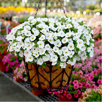 Петунія Fortunia White (Фортунія Вайт)
