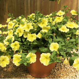 Петунія Fortunia Yellow (Фортунія Єллоу)