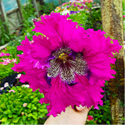 Петунія Superbissima Purple (Супербіссіма Пьорпл)