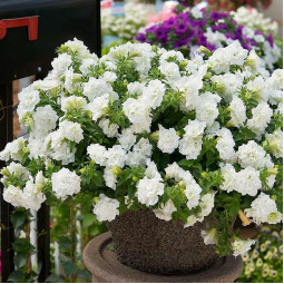 Петунія Viva Double White (Віва Дабл Вайт)