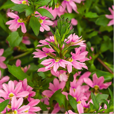 Сцевола Scampi Pink (Скампі Пінк)