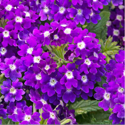 Вербена Lascar Compact Dark Violet (Ласкар Компакт Дарк Вайлет)