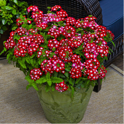 Вербена Empress Flair Cherry (Емпресс Фле Черрі)
