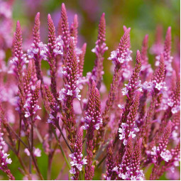 Вербена списоподібна Pink Spires (Пінк Спайрс)