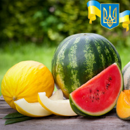 Комплект насіння Привид Києва