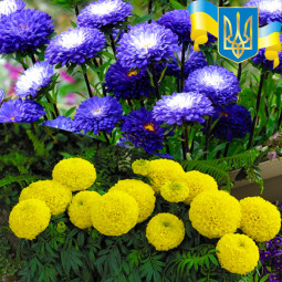 Комплект насіння Слава Героям