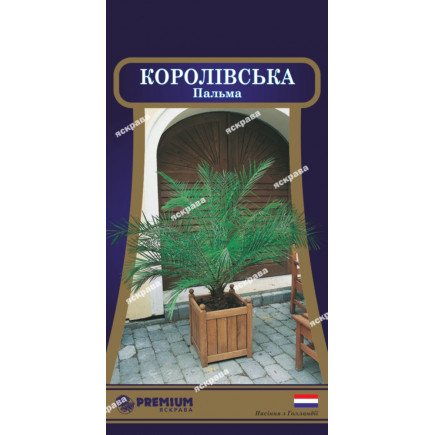 Пальма Королевська (5 насінин)