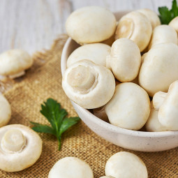 Печериця Королівська біла 50 г (міцелій грибів) Печериця Королівська біла 50 г (міцелій грибів)