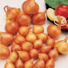 Лук шалот Golden Gourmet (Голден Гурмэ) 0.5 кг