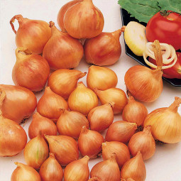 Лук шалот Golden Gourmet (Голден Гурмэ) 0.5 кг