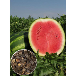 Кавун Продюсер (насіння) 100 г