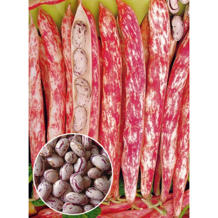Квасоля кущова Борлотто (насіння) 500 г