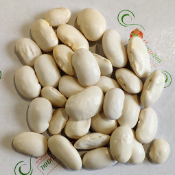 Квасоля кущова Файний Ясь (насіння) 500 г