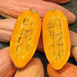 Гарбуз Рожевий банан (насіння) 100 г