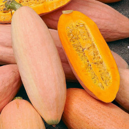 Гарбуз Рожевий банан (насіння) 100 г