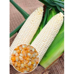 Кукурудза біла Солодке Диво (насіння) 500 г