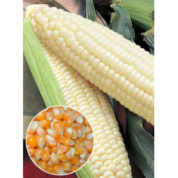 Кукурудза Русалка (насіння) 500 г