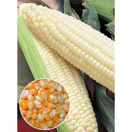 Кукурудза Русалка (насіння) 500 г