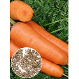Морква Шантане Ред Кор (насіння) 100 г