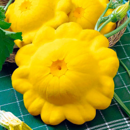 Патісон Жовтий (насіння) 100 г