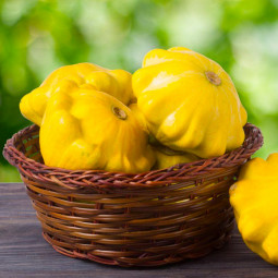 Патісон Жовтий (насіння) 100 г