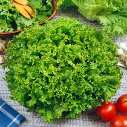 Салат Австралійський (семена) 100 г